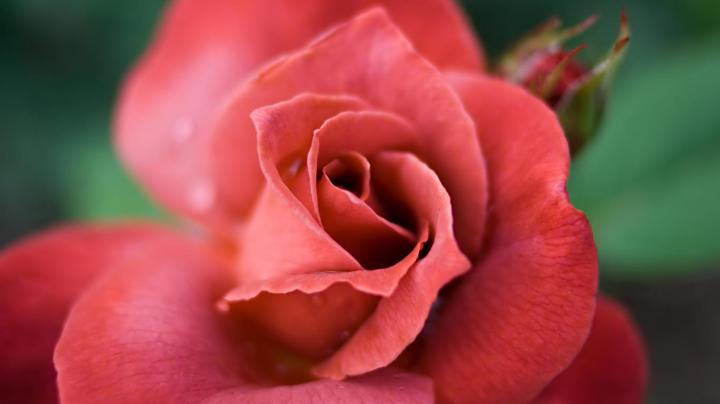 best beautiful flowers - HD Desktop Wallpapers