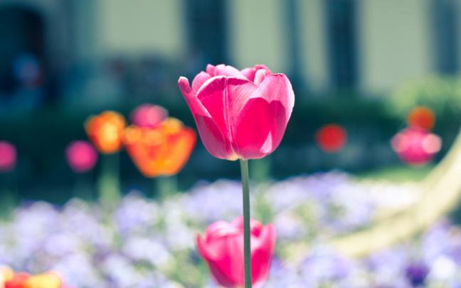 flowers nature tulip pink close up - HD Desktop Wallpapers