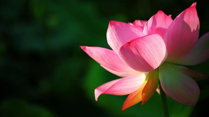image lotus flower - HD Desktop Wallpapers