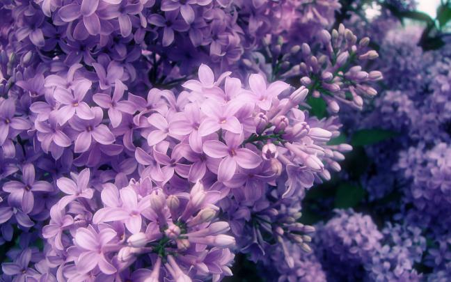 lilac flowers A3 - HD Desktop Wallpapers