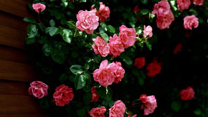 flower wallpaper A36 - HD Desktop Wallpapers