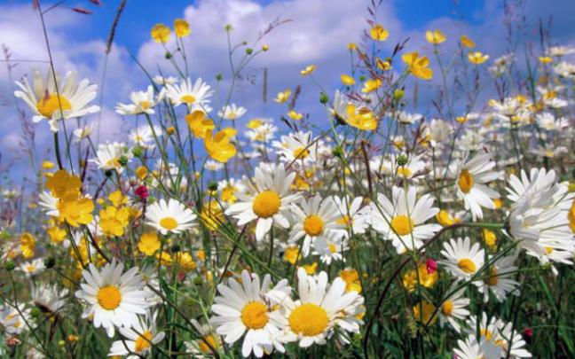 picture of daisy flowers - HD Desktop Wallpapers