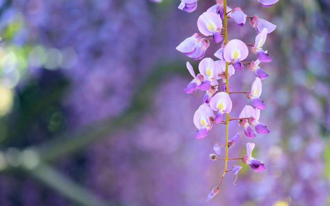 wisteria lilac flowers nature - HD Desktop Wallpapers