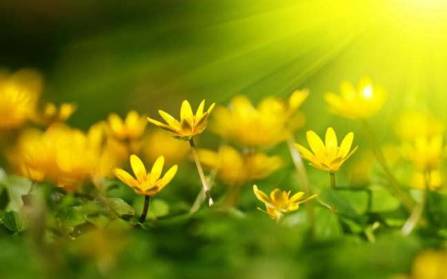 sunshine wallpaper yellow flowers - HD Desktop Wallpapers