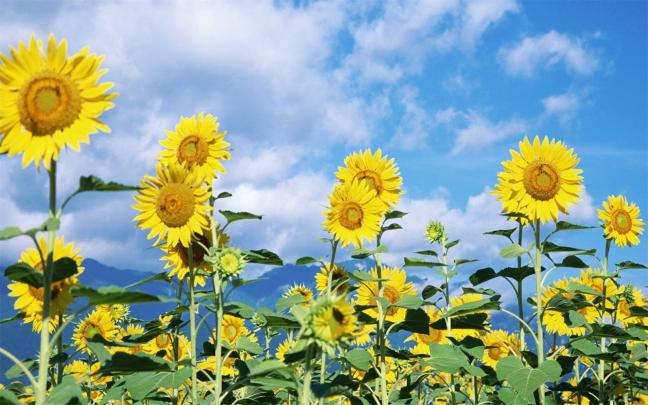 Beautiful Wallpapers for Desktop: HD flowers wallpapers free