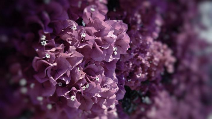 beautiful flower exotic - HD Desktop Wallpapers