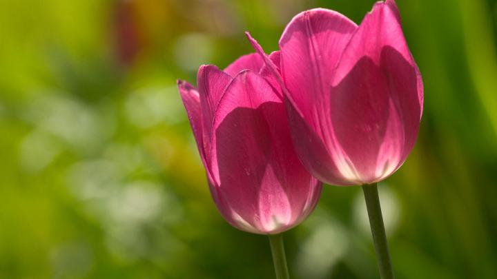 pink color flowers images - HD Desktop Wallpapers