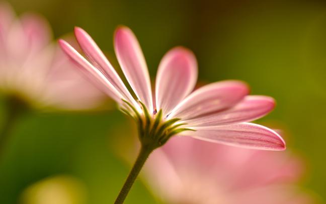 pink flower abstract - HD Desktop Wallpapers