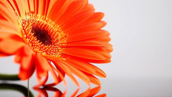 Amazing Sunflower HD Desktop Background Wallpapers for Laptop | HD 
