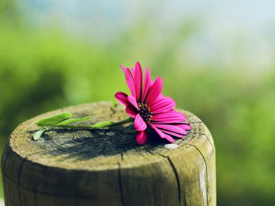 nature, Flowers Wallpapers HD \/ Desktop and Mobile Backgrounds