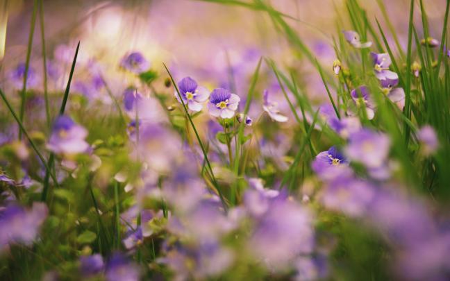 little flower - HD Desktop Wallpapers
