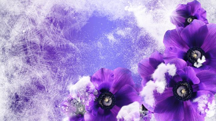 winter flowers A1 - HD Desktop Wallpapers