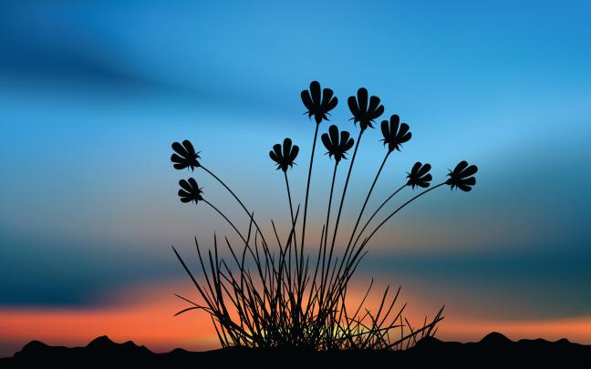 flowers sunset shape - HD Desktop Wallpapers