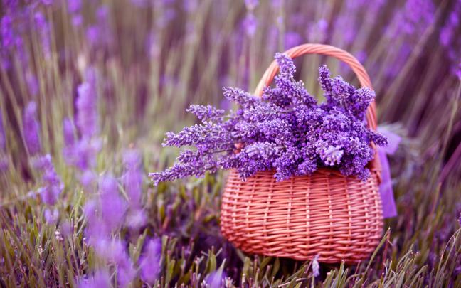 purple flowers cute - HD Desktop Wallpapers