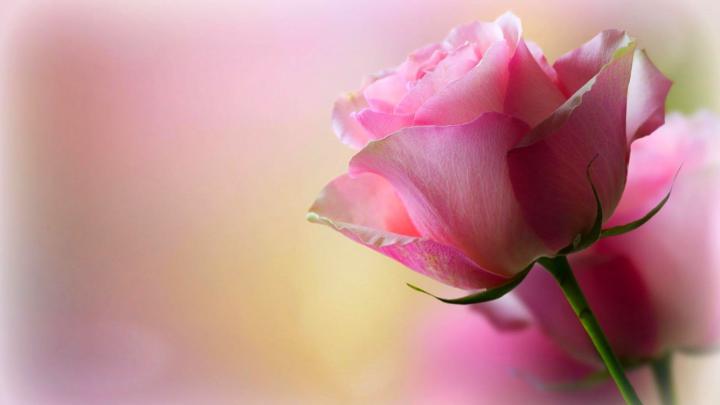HD Nature Wallpapers, Flowers, Cute Desktop Images, Field, Nature 