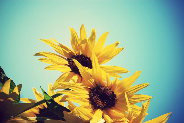 sun flower walpaper - HD Desktop Wallpapers