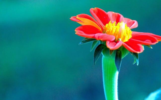 exotic flowers A11 - HD Desktop Wallpapers