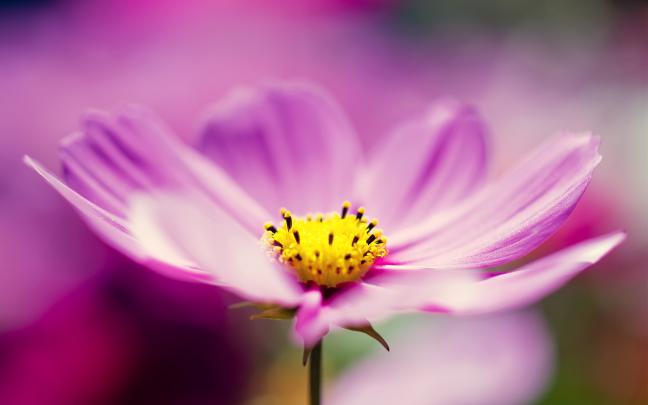 Purple Cosmos Flower Wallpapers | Wallpapers HD