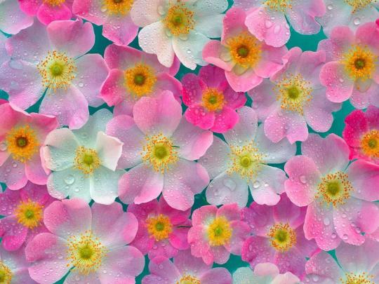 flowers, Nature, Plant, Beautiful, Green, Flower Wallpapers HD 