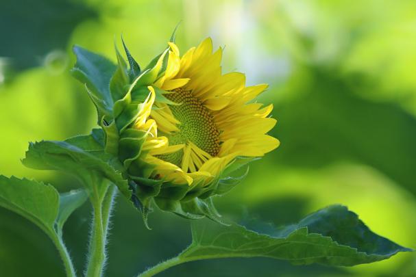 nature, Flowers, Sunflowers Wallpapers HD \/ Desktop and Mobile Backgrounds