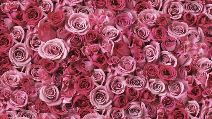 Rose Gold Wallpaper Desktop