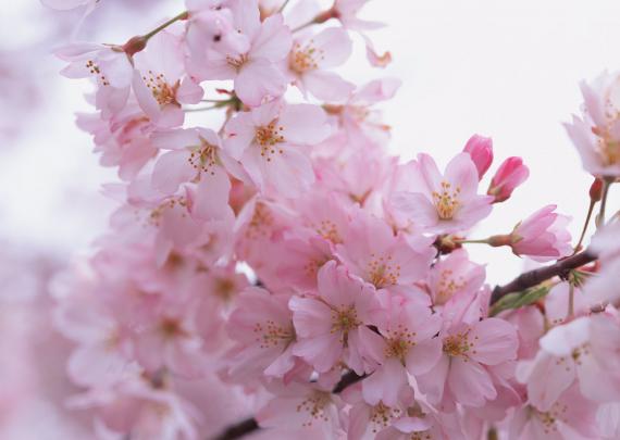 Sakura Desktop Wallpaper
