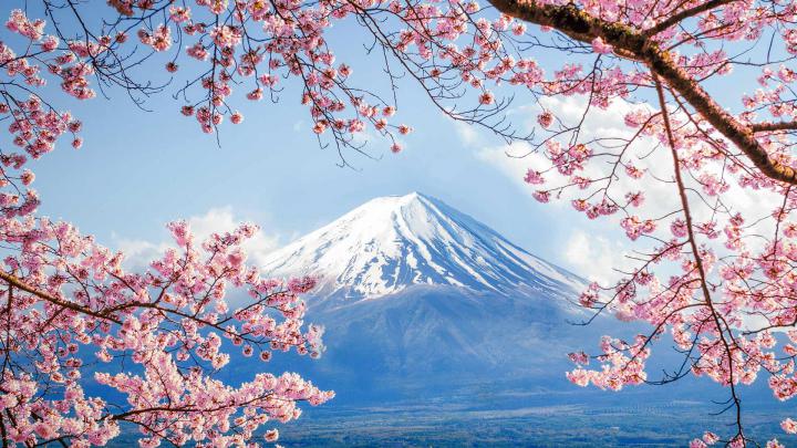 Fujisan Sakura \u2013 Bing Wallpaper Download