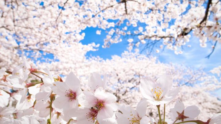sakura wallpaper 1080p - HD Desktop Wallpapers