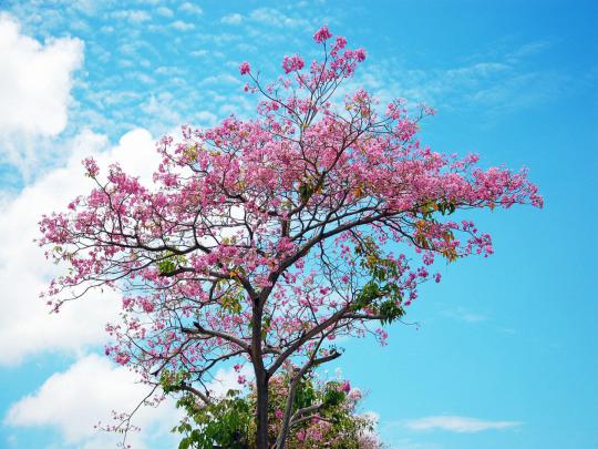 Sakura Desktop Wallpaper -