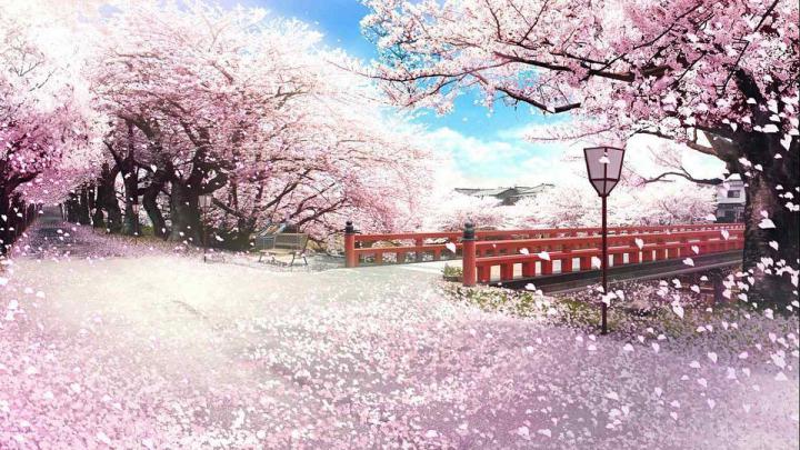 Sakura Spring Wallpapers