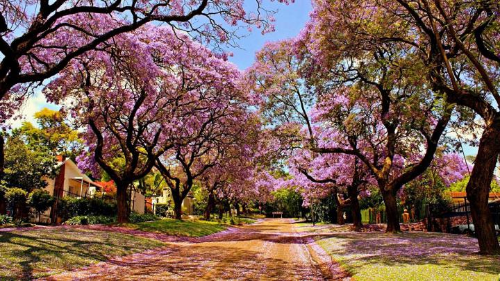 Sakura Desktop Wallpaper -
