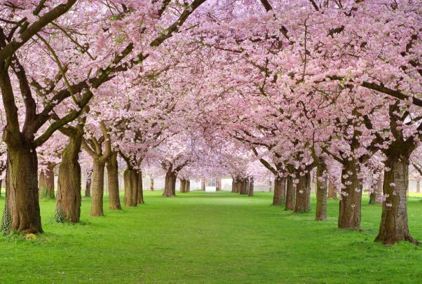 Nice desktop wallpaper of Park Sakura, photo of pink flowers, trees 