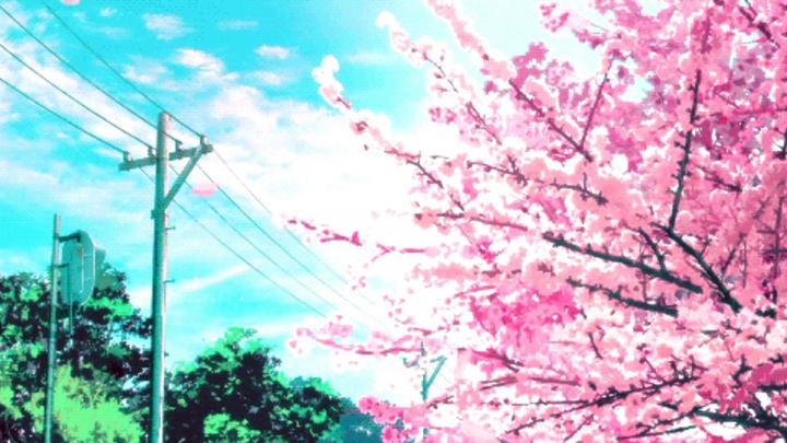 Anime Sakura Trees HD Wallpapers