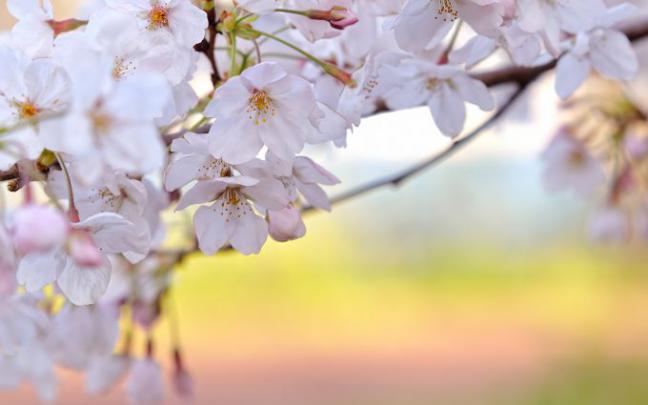 sakura wallpaper download - HD Desktop Wallpapers