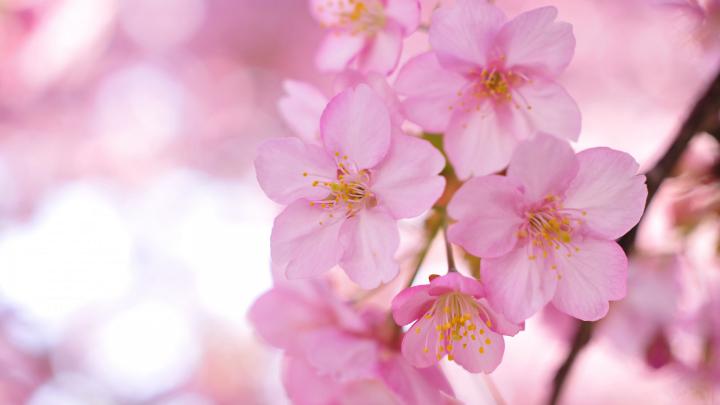 sakura wallpaper free - HD Desktop Wallpapers