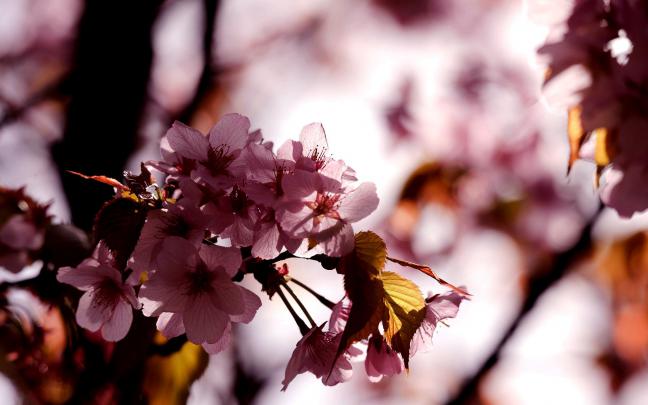 sakura flowers A4 - HD Desktop Wallpapers