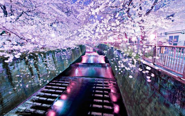 Sakura Desktop Wallpaper -