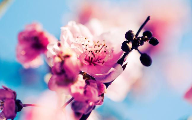 Sakura Wallpapers (66+ images)