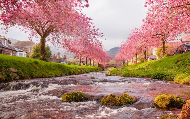 29 Wonderful HD Sakura Wallpapers