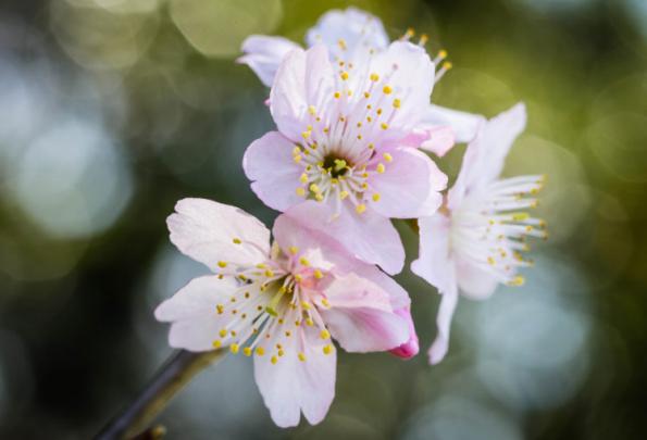branch, Pink, Sakura Wallpapers HD \/ Desktop and Mobile Backgrounds