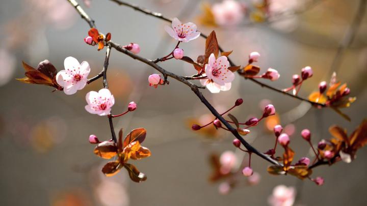 Free download 24 Sakura Flower Wallpapers for Desktop WallpaperBoat 