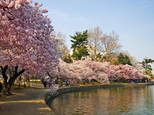 Sakura Desktop Wallpaper -