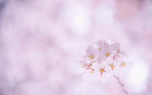[47+] Sakura Desktop Wallpaper 