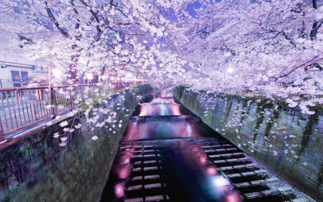 Sakura Desktop Wallpaper -