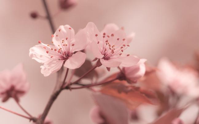 29 Wonderful HD Sakura Wallpapers