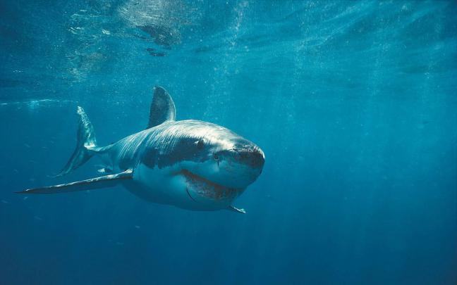 Shark Desktop Wallpaper