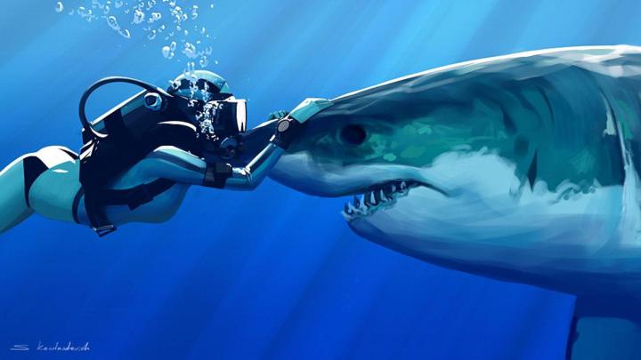 Free Shark Wallpapers