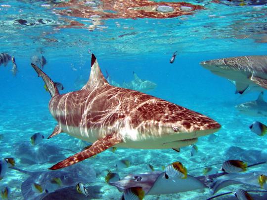Shark-desktop wallpaper free download