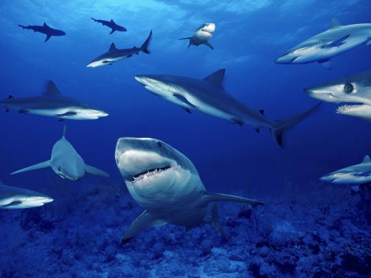 Beautiful Wallpapers: shark desktop wallpaper