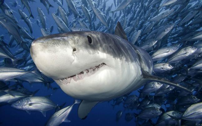 wallpapers: Shark Wallpapers